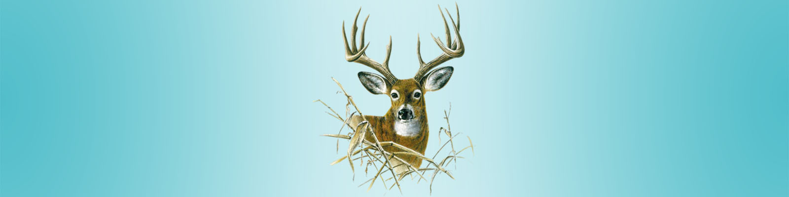 T-Shirts Animals, Nature & Sea Category Picture