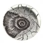 Preview: Design Belt Buckle Ammonite silver from Umjubelt
