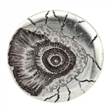 Design Belt Buckle Ammonite silver from Umjubelt