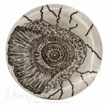 Design Belt Buckle Ammonite silver from Umjubelt