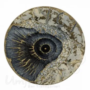 Design Belt Buckle Ammonite gold cream from Umjubelt
