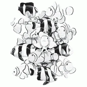 T-Shirt Clownfische Solartrans