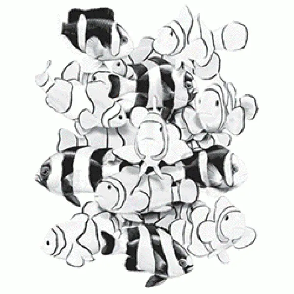 T-Shirt Clownfische Solartrans