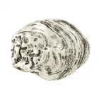 Design Belt Buckle Oyster Shell from Umjubelt