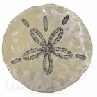 Design Gürtelschnalle Sanddollar silber creme von Umjubelt